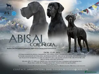 Great Dane dogs Interchampion and champion Proven for stud in Wakefield - Advert 1