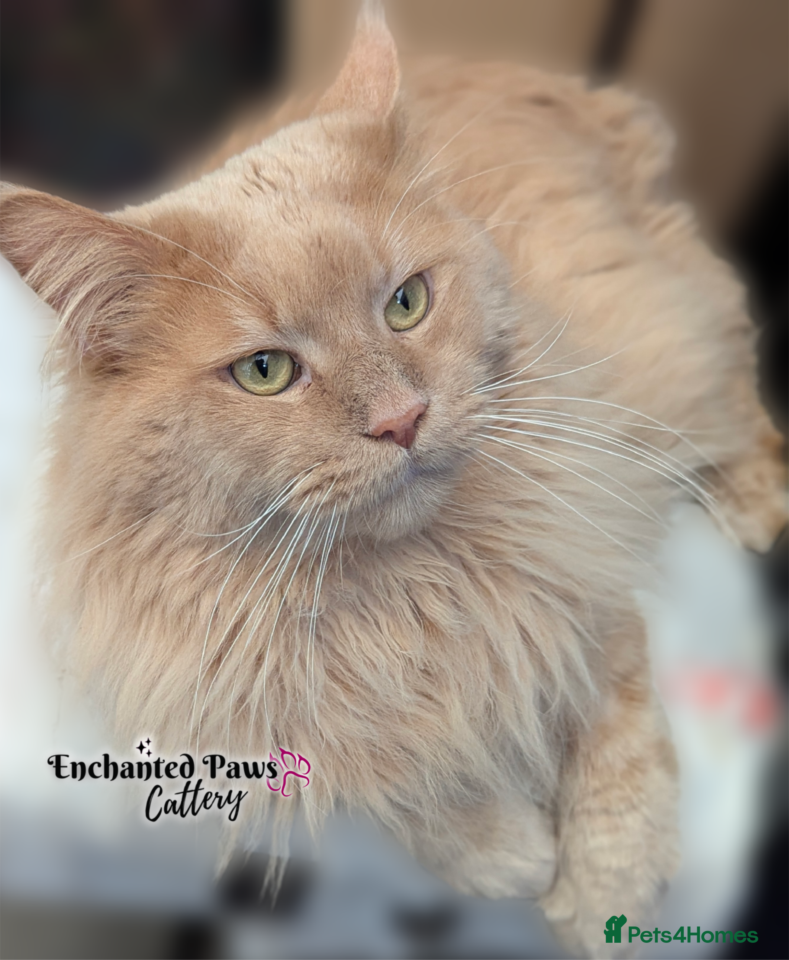 Maine Coon cats Maine Coon Stud Service  - Advert 2