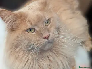 Maine Coon cats Maine Coon Stud Service - Advert 2