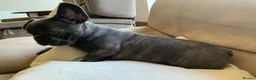 French Bulldog dogs for sale: Outstanding male puppy  - Advert 9