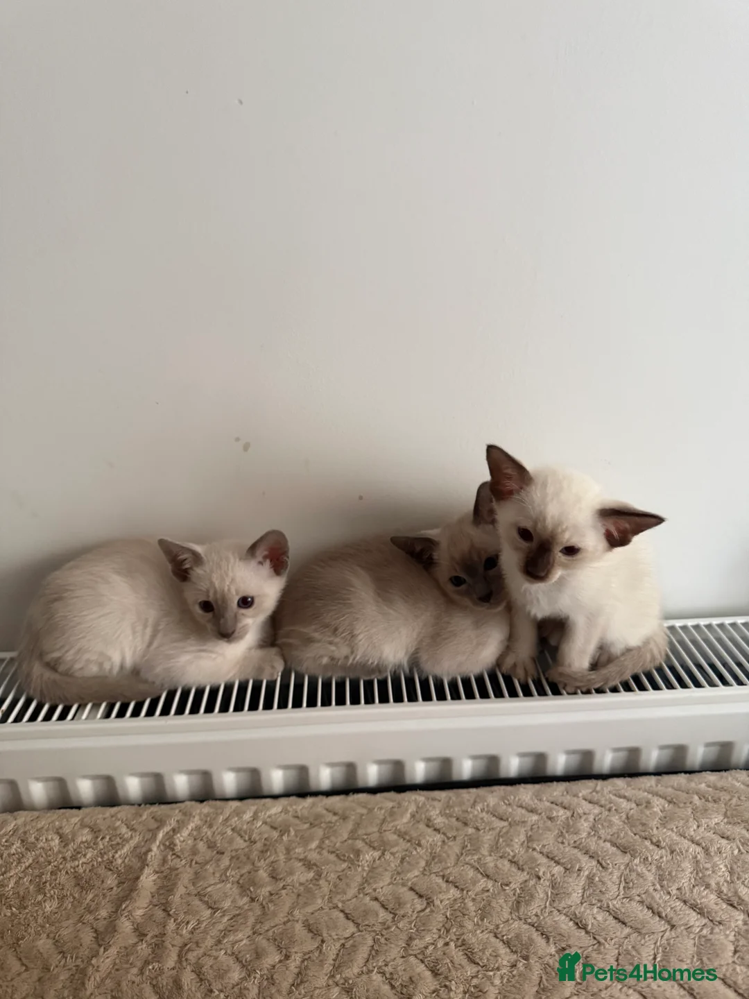Siamese cats for sale: 3 adorable Siamese kittens 😻 - Advert 17