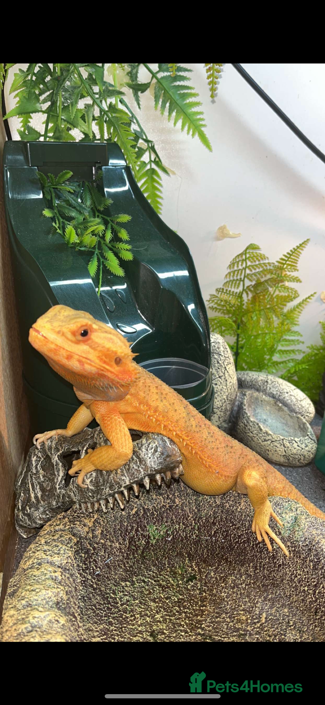 Bearded Dragon reptiles for sale: Male bearded dragon  - Advert 8