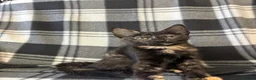 Mixed Breed cats for sale: 5 Gorgeous Kittens - Advert 20