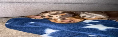 Miniature Dachshund 1
