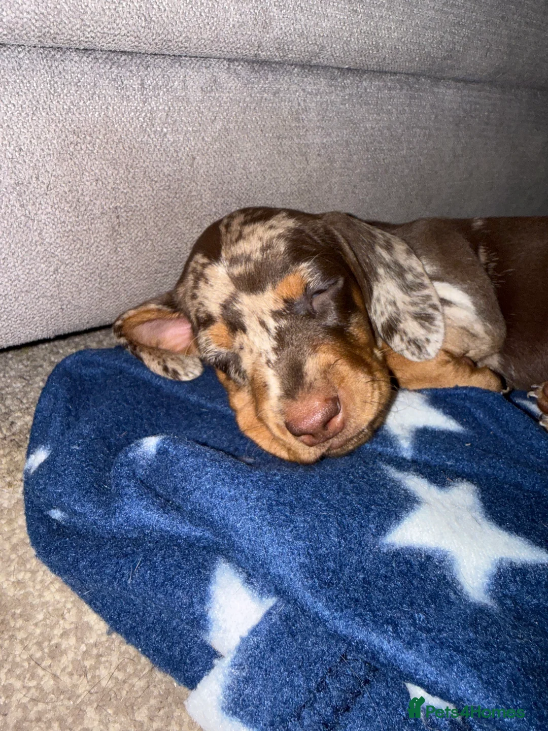 Miniature Dachshund dogs for sale: Gorgeous mini dachshund puppies 🩷 - Advert 5