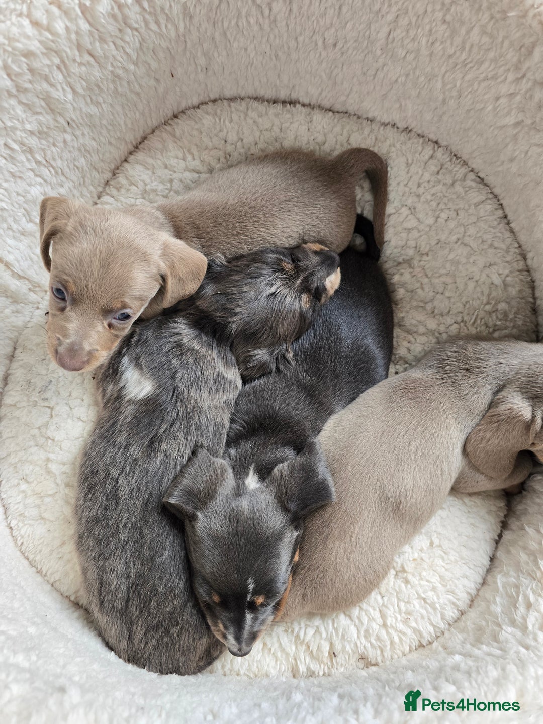 Dachshund dogs for sale: Short and long hair miniature dashund  - Image 26
