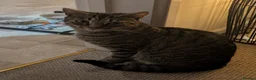 Domestic Shorthair cats for sale: Charlie in Honiton - Advert 6