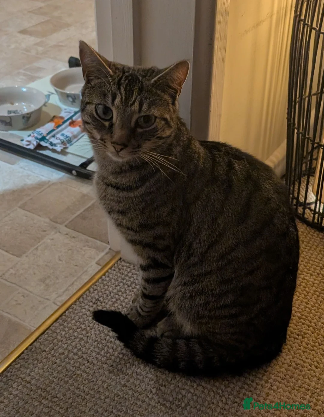 Domestic Shorthair cats for sale: Charlie in Honiton - Advert 6
