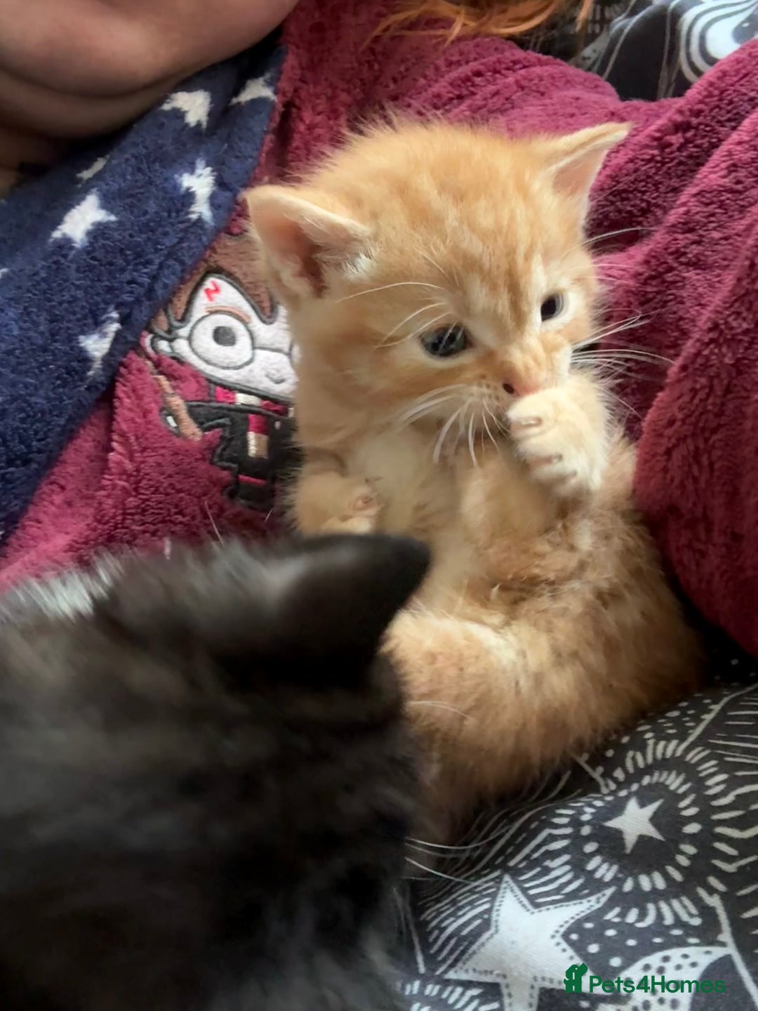 Domestic Shorthair cats for sale: 6 beautiful babies 5 boys and 1 girl - Image 16
