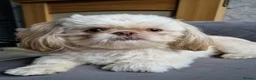 Shih Tzu dogs for stud:  imperial stud proven  - Advert 3