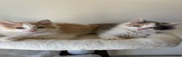 Mixed Breed cats for sale: 2 kittens male/female long hair dilute calico - Advert 2