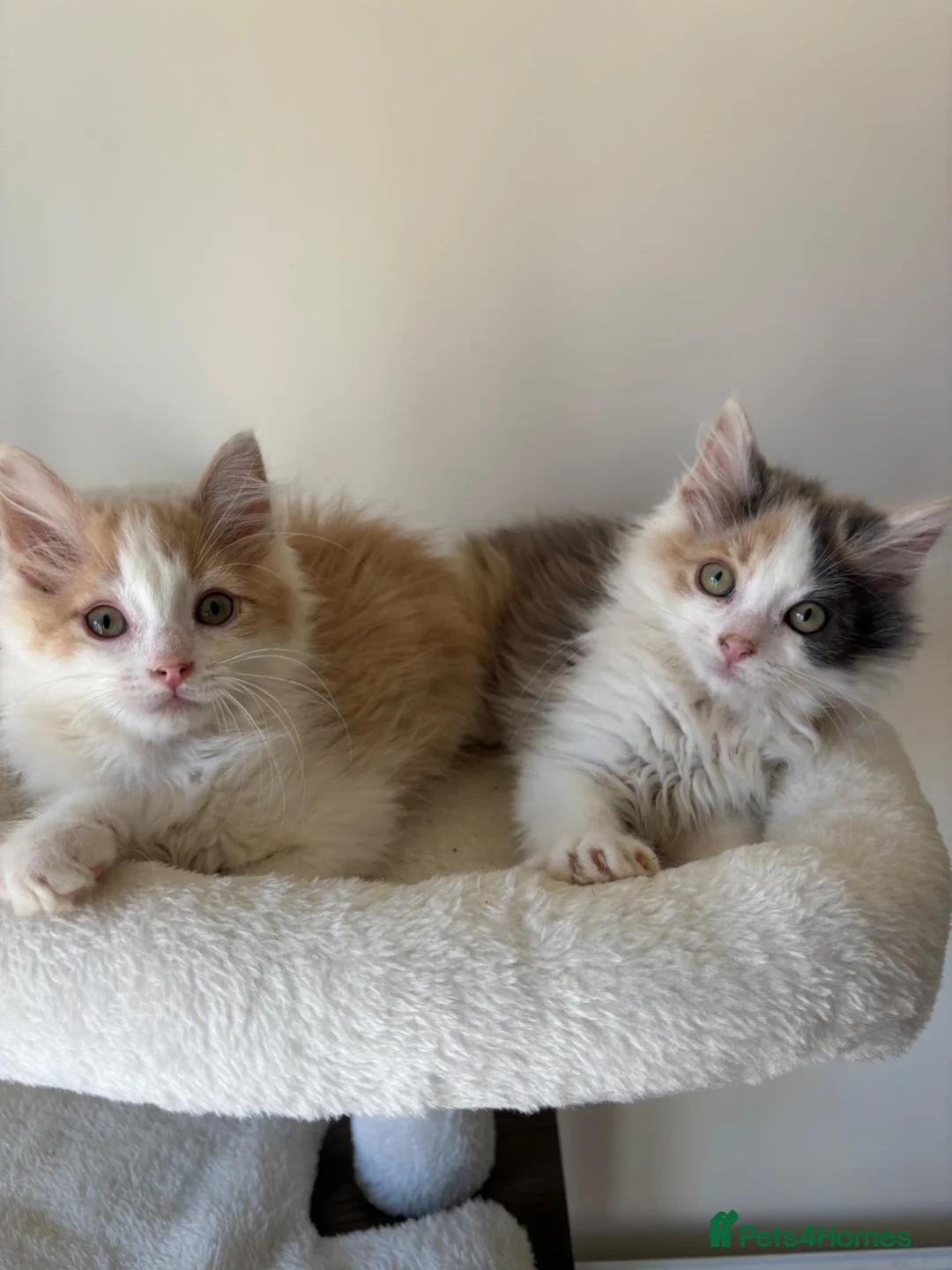 Mixed Breed cats for sale: 2 kittens male/female long hair dilute calico - Advert 2