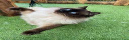 Ragdoll cats for sale: Ragdoll Boy – ONLY 1 LEFT 🩵 £475 - Advert 2