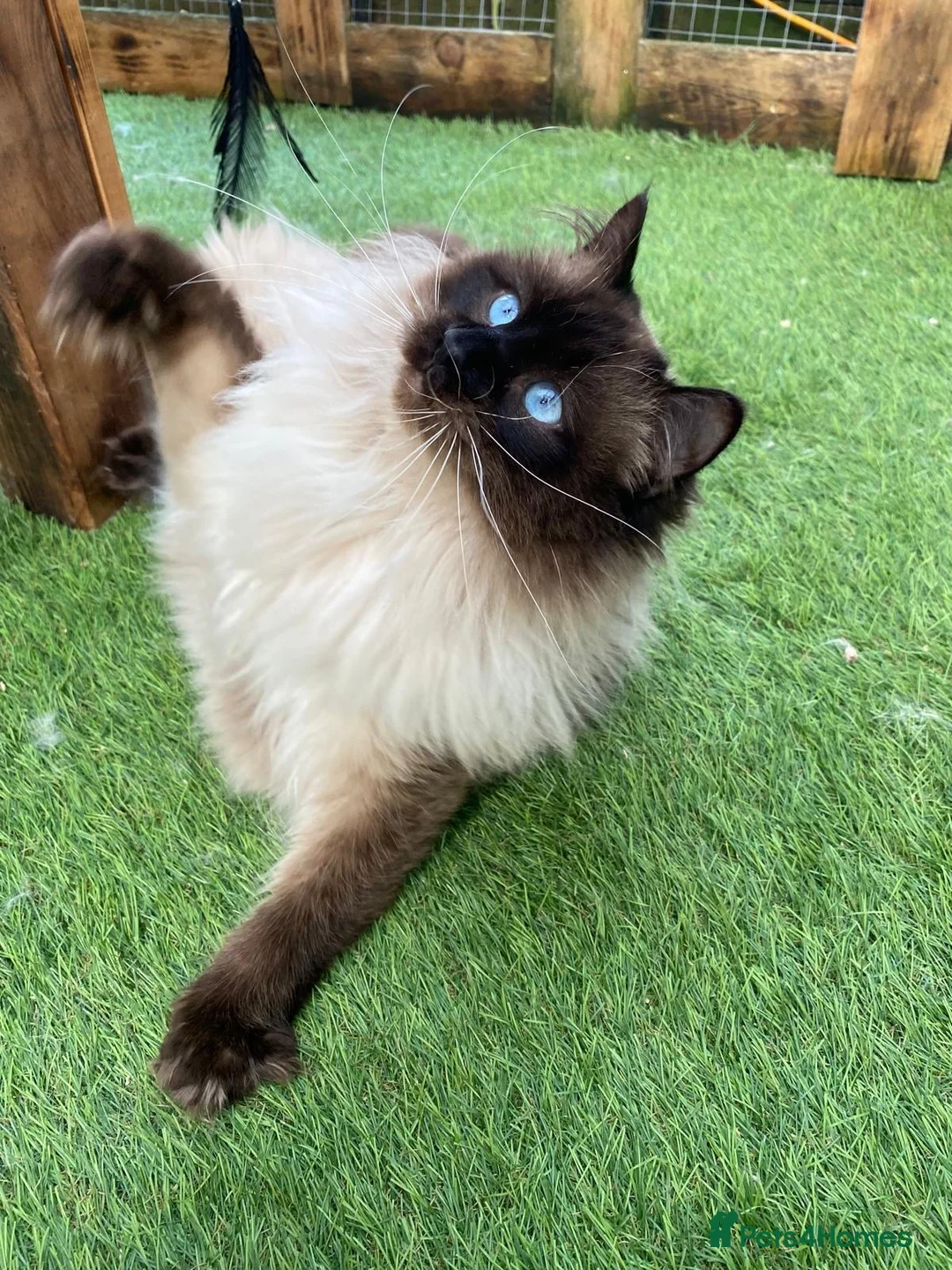 Ragdoll cats for sale: Ragdoll Boy – ONLY 1 LEFT 🩵 £475 - Advert 2