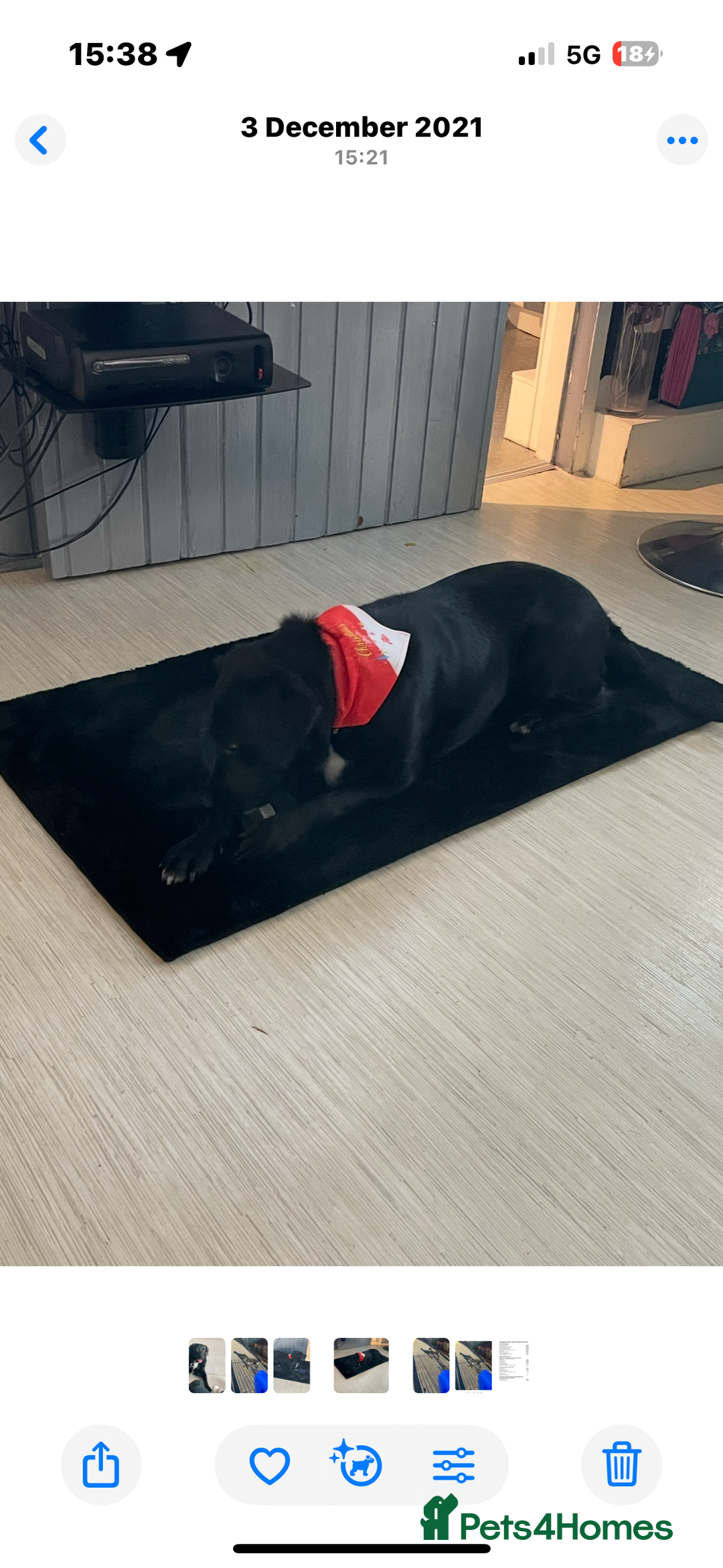 Borador dogs for sale: Borador  - Image 4
