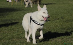 German Shepherd dogs for sale: White german sheperd  - Image 18