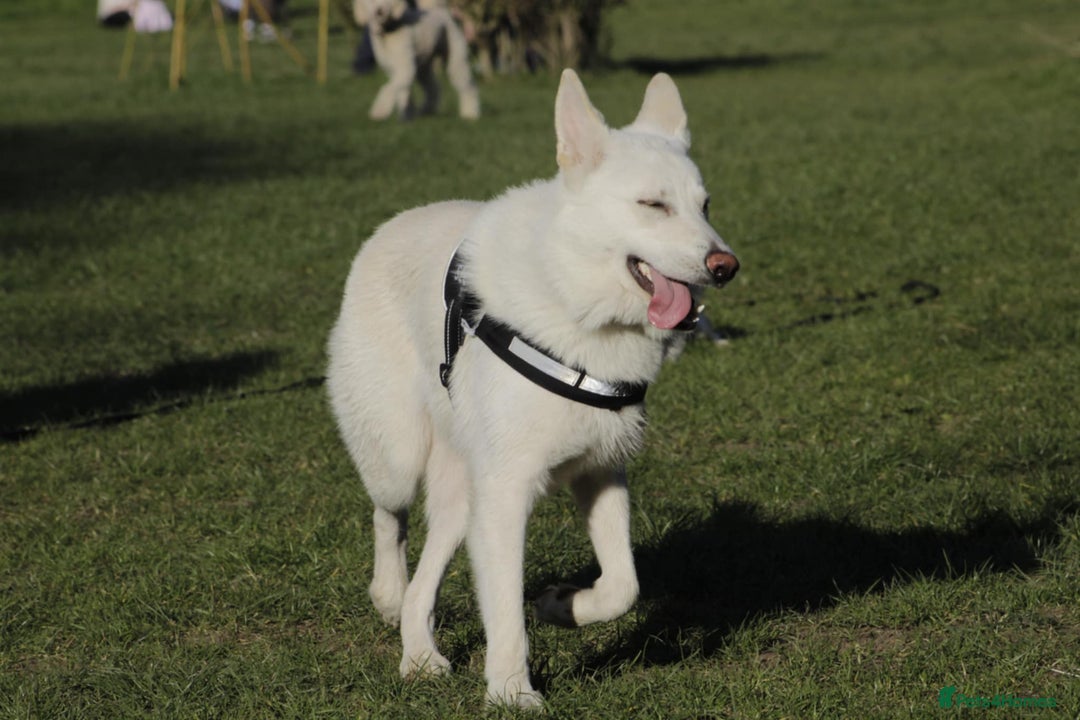 German Shepherd dogs for sale: White german sheperd  - Image 18