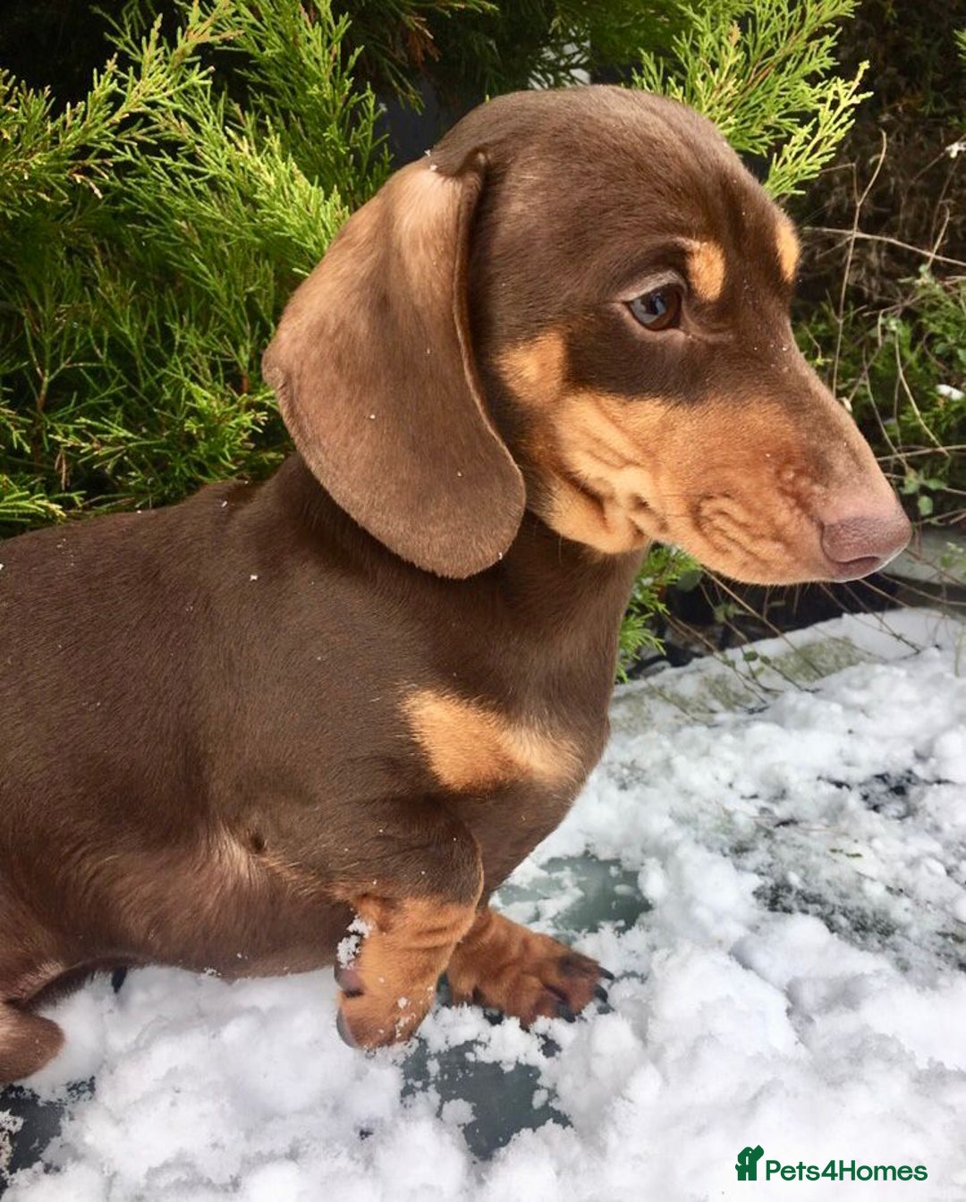 Miniature Dachshund dogs for sale: Miniature Dachshunds Need Loving Forever Homes - Advert 2