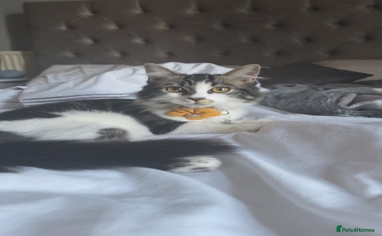 Ragdoll cats 21 Week Old Ragdoll X Tabby Cat with everything - Advert 16