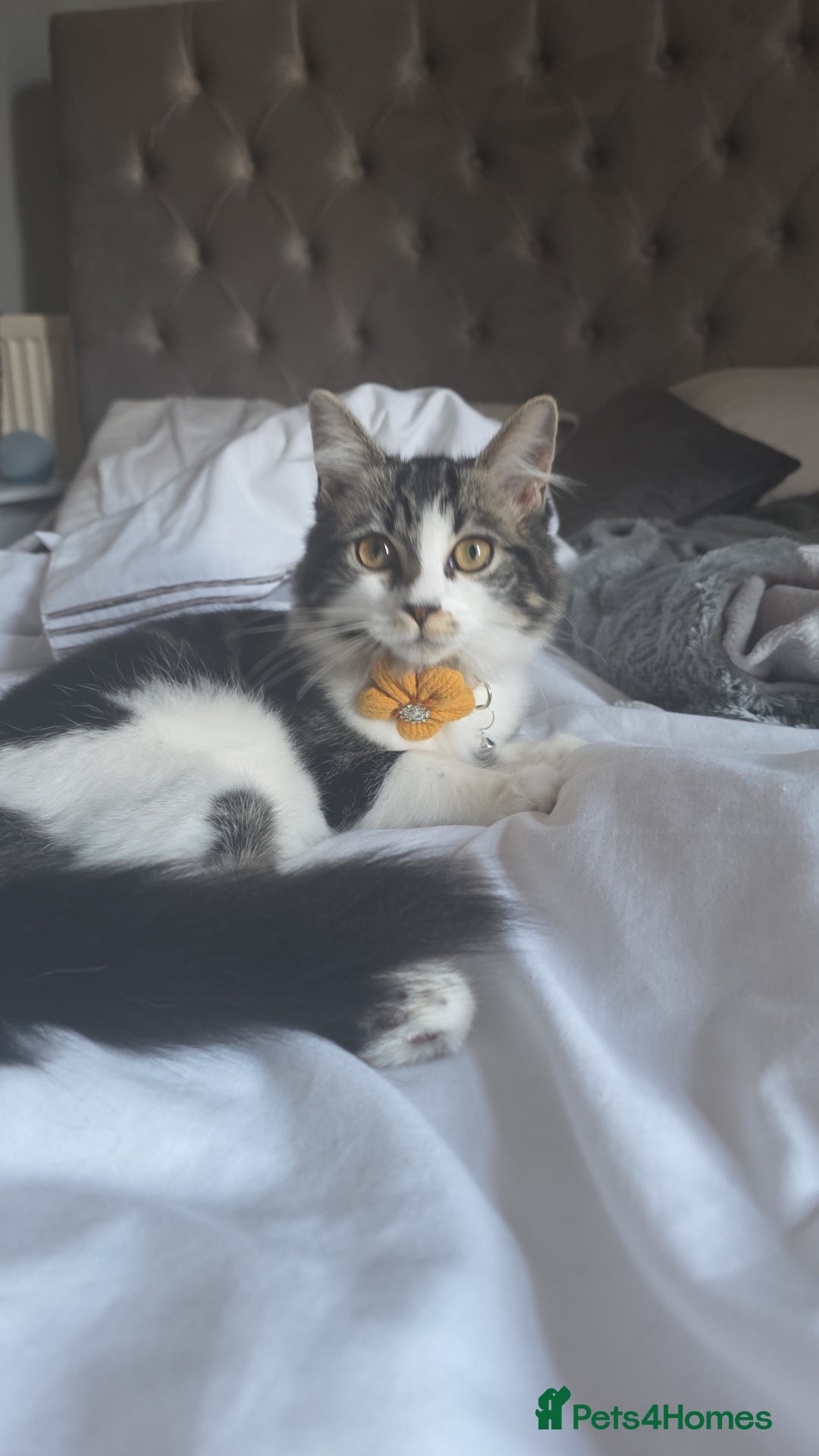 Ragdoll cats for sale: 21 Week Old Ragdoll X Tabby Cat with everything - Advert 1