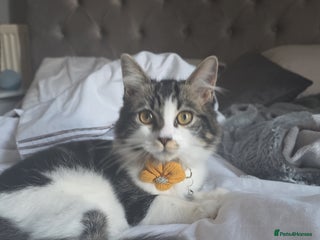 Ragdoll cats 21 Week Old Ragdoll X Tabby Cat with everything - Advert 17