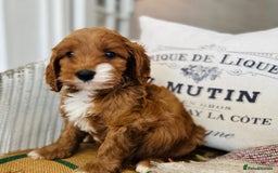 Cavapoo dogs for sale: Adorable Health Tested Cavapoo Puppies - Image 2