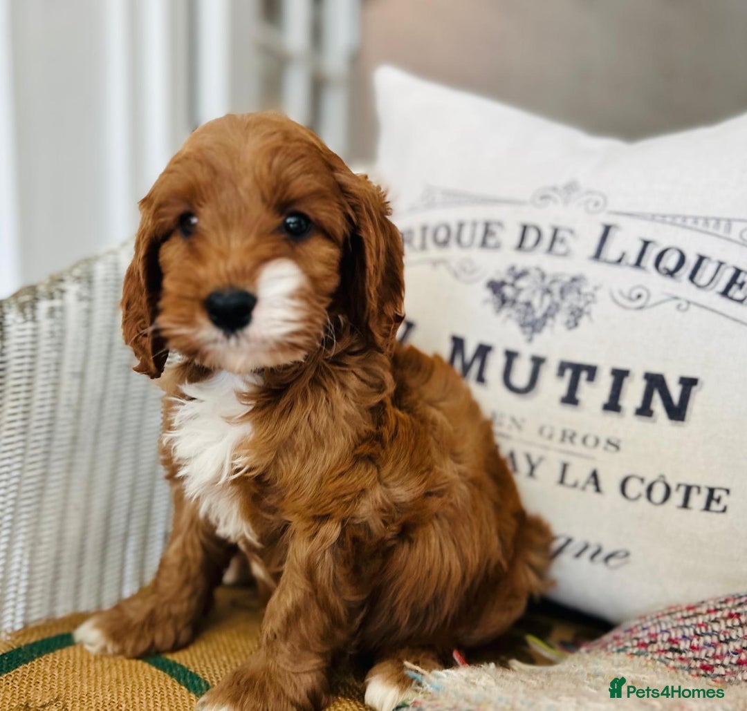 Cavapoo dogs for sale: Adorable Health Tested Cavapoo Puppies - Image 2