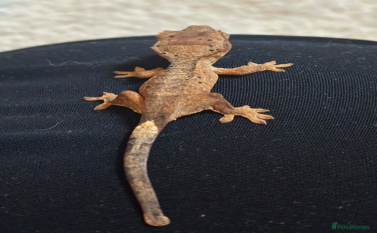 Gecko reptiles in Banbury - Advert 16