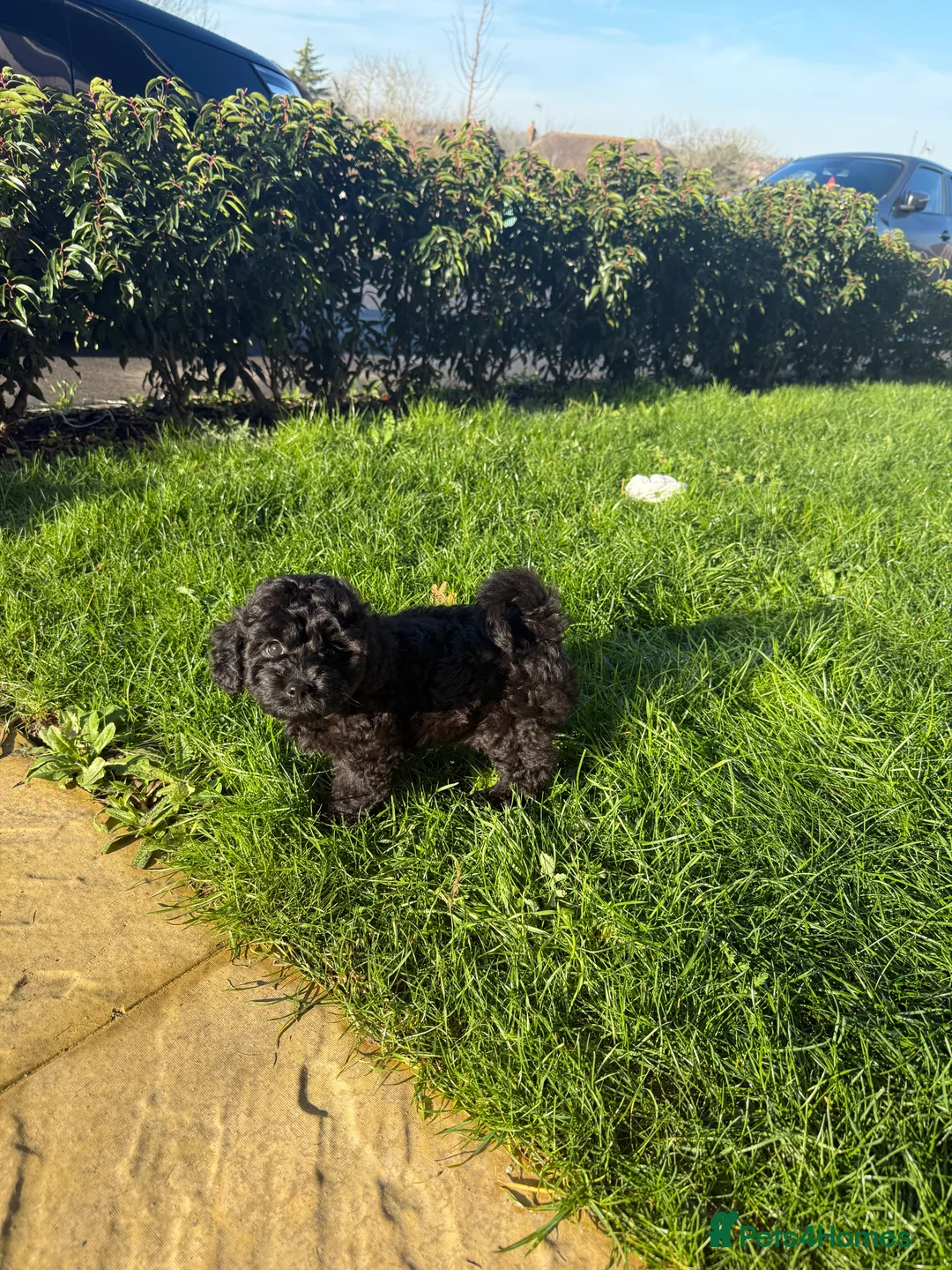 Cavapoo dogs for sale: 4 month old cavapoo for sale  in Waltham Cross - Advert 2