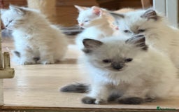 Ragdoll cats for sale: ADORABLE RAGDOLL KITTENS - READY NOW - Image 22