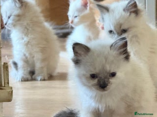 Ragdoll cats - Advert 36