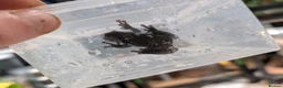 Frog reptiles for sale: Bird Poop Mossy Frogs 1.1.1 - Advert 7