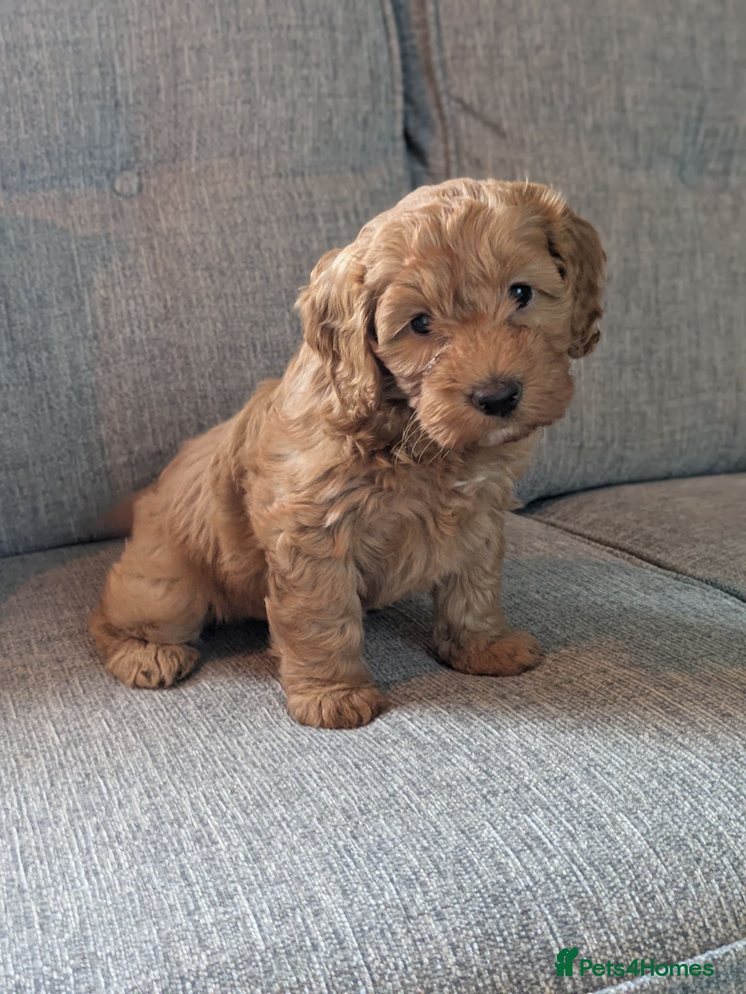 Cockapoo dogs Last puppy  - Advert 17