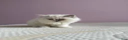 Ragdoll cats for sale: 2 GCCF Registered Ragdoll Kittens – Champion Lines - Advert 4