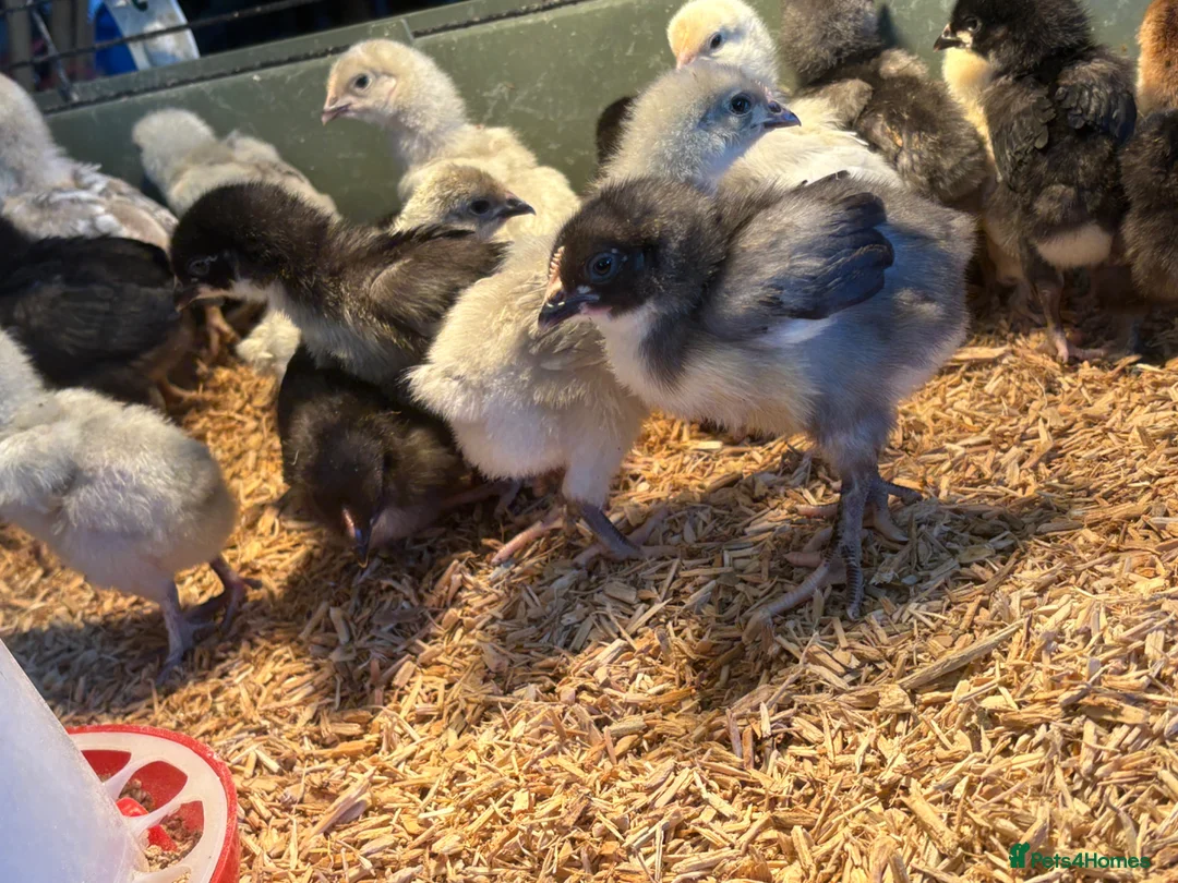 Chickens poultry for sale: Pekin silkies silver French maranssliverWyandotte  - Advert 2