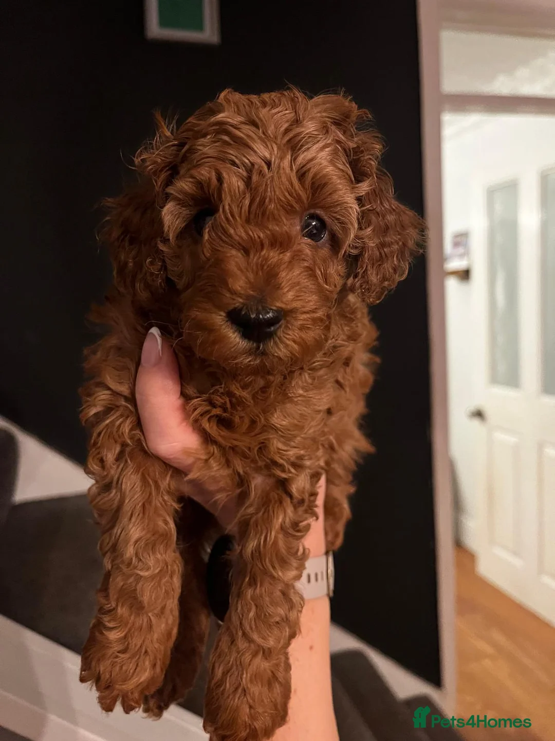 Toy Poodle dogs for sale: KC Registered Toy Poodle Puppies Available - Advert 12