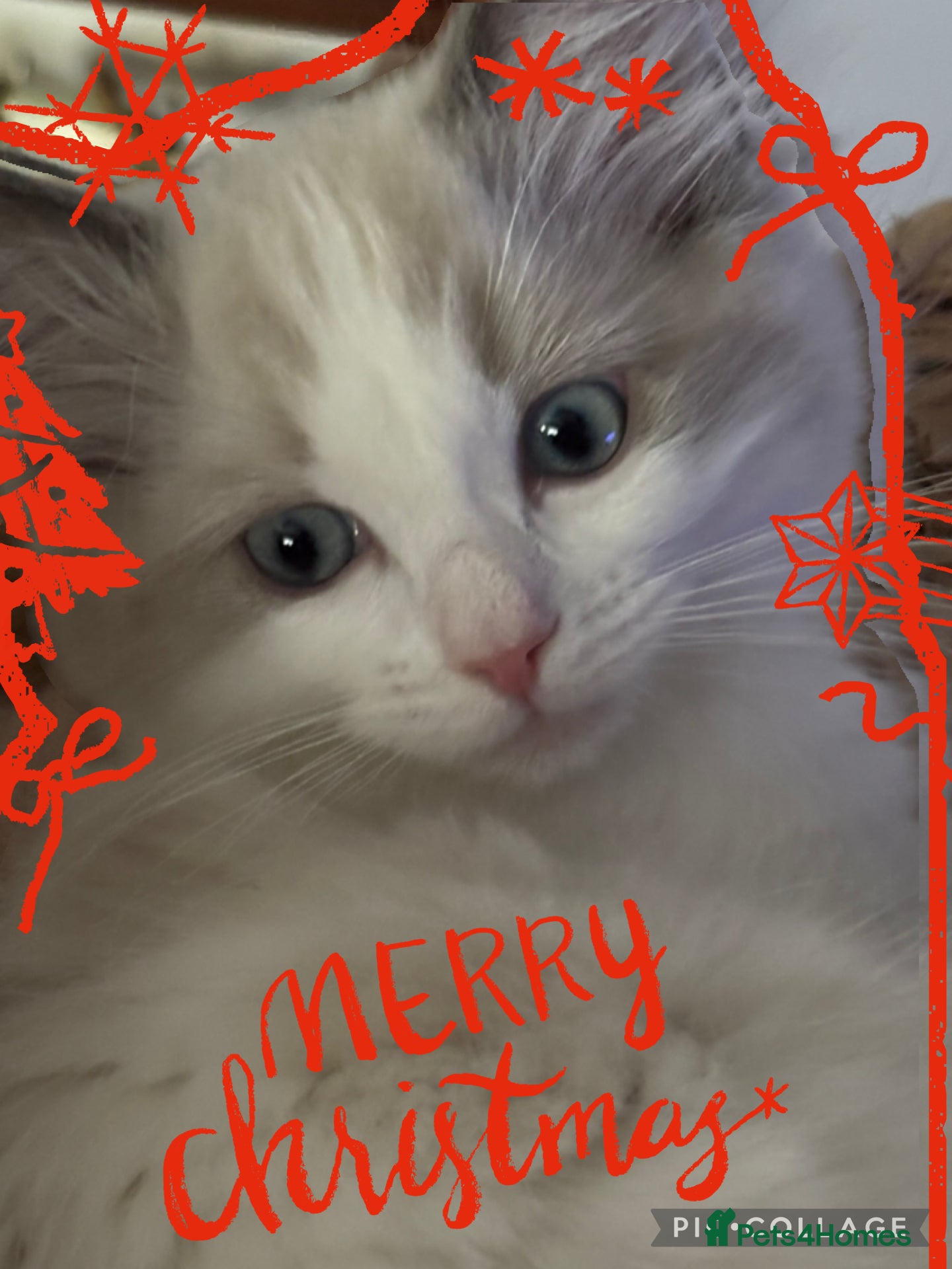 Ragdoll cats 💙Last GCCF Ragdoll Boy left - Blue bicolour  - Advert 6