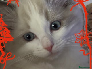 Ragdoll cats 💙Last GCCF Ragdoll Boy left - Blue bicolour - Advert 6