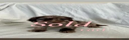 Cockapoo dogs for sale: F1 cockapoo puppies  - Advert 5
