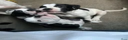 Alapaha Blue Blood Bulldog dogs for sale: 9wk old male puppy. in Lochgelly - Advert 9