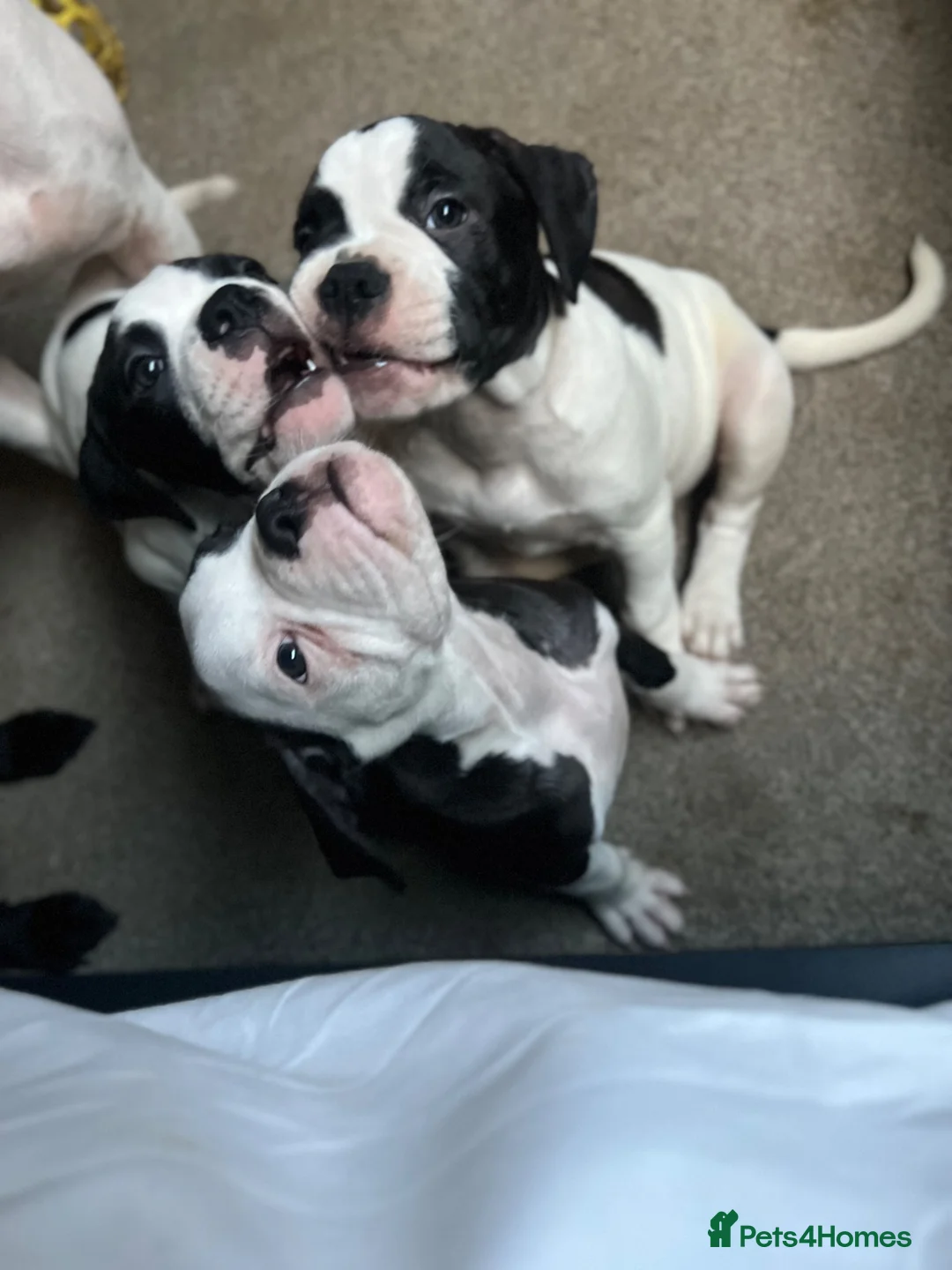 Alapaha Blue Blood Bulldog dogs for sale: 9wk old male puppy. in Lochgelly - Advert 9