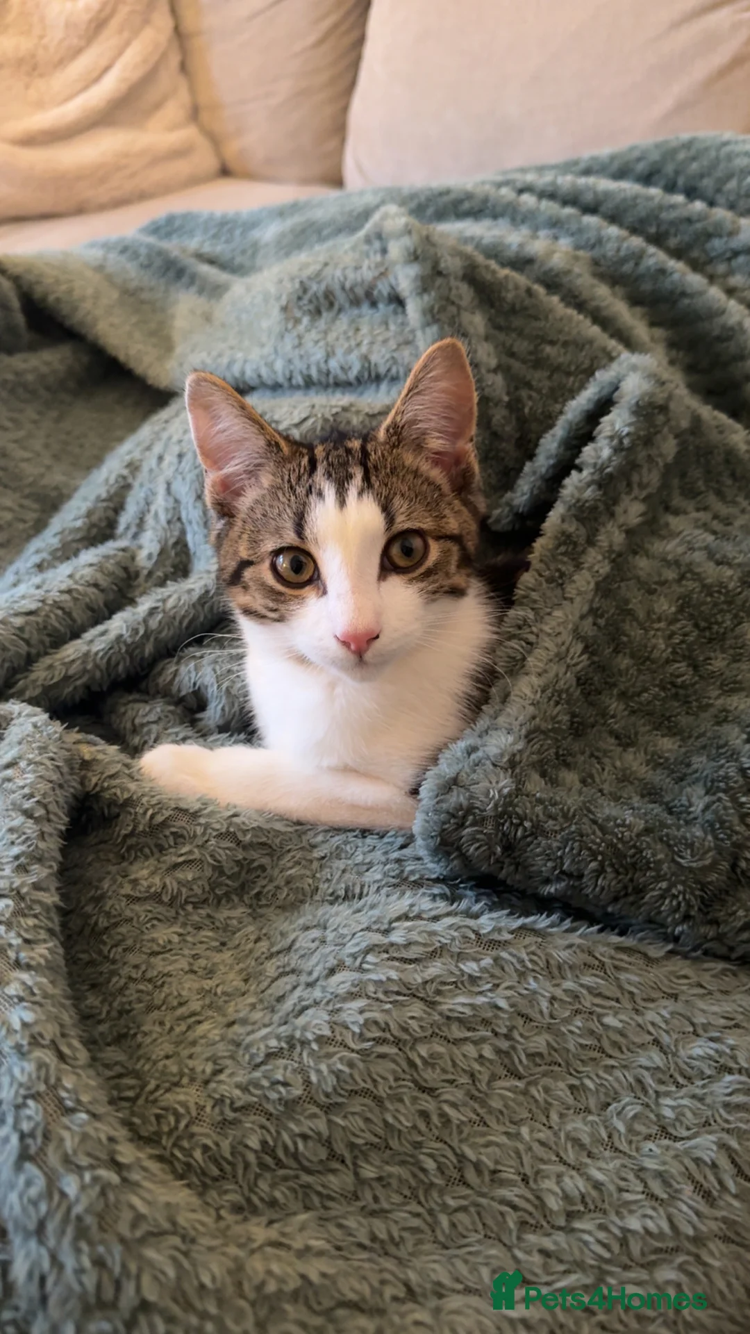 British Shorthair cats for sale: Male kitten (4 months old)  - Advert 2