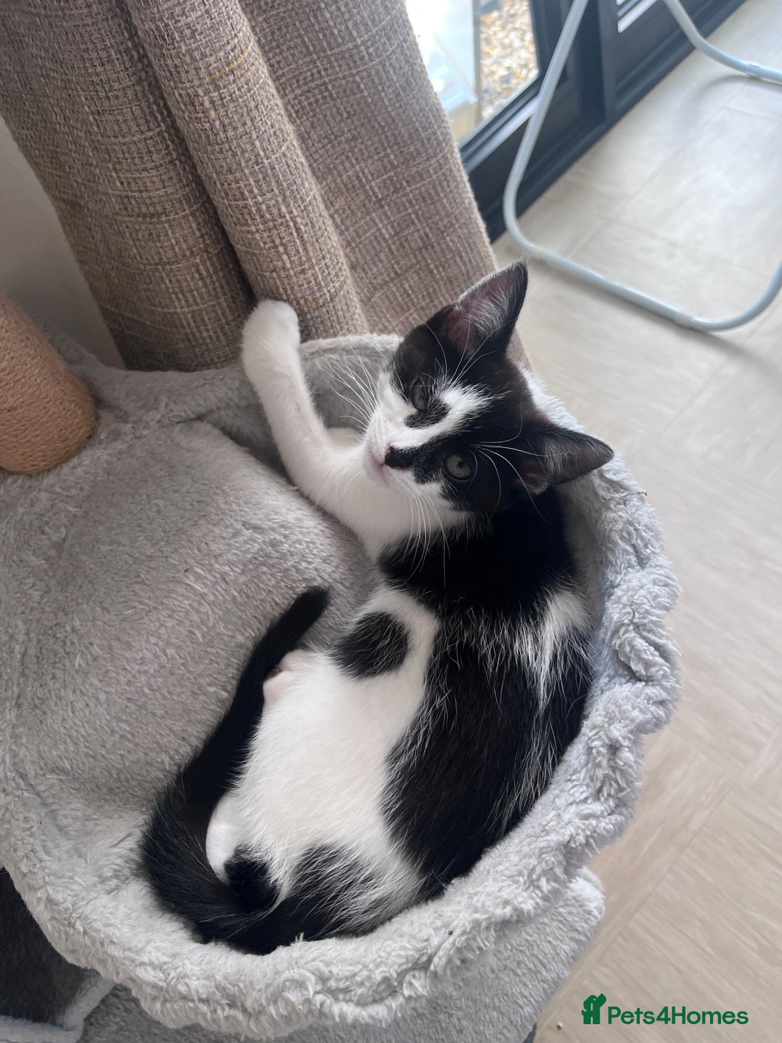 Mixed Breed cats kitten for sale  - Advert 1