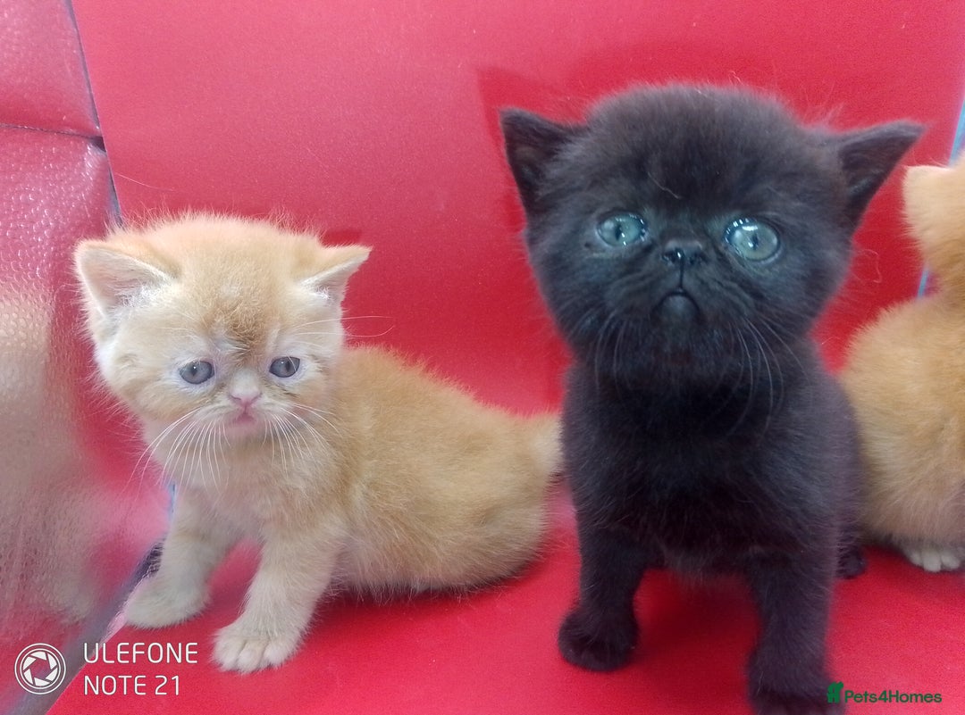 Exotic cats for sale:  Exotic British shorthair  - Image 1