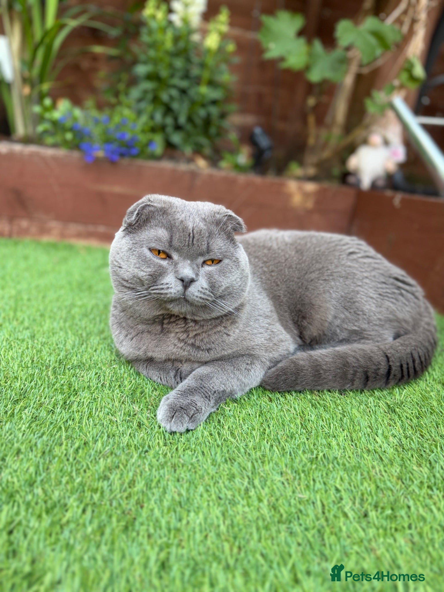 British Shorthair cats Little teddy bears - Advert 2