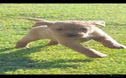 Labrador Retriever dogs for sale: Red fox labrador puppy's  - Image 8