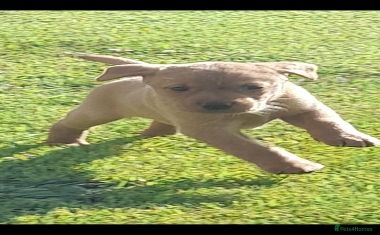 Labrador Retriever dogs - Advert 3