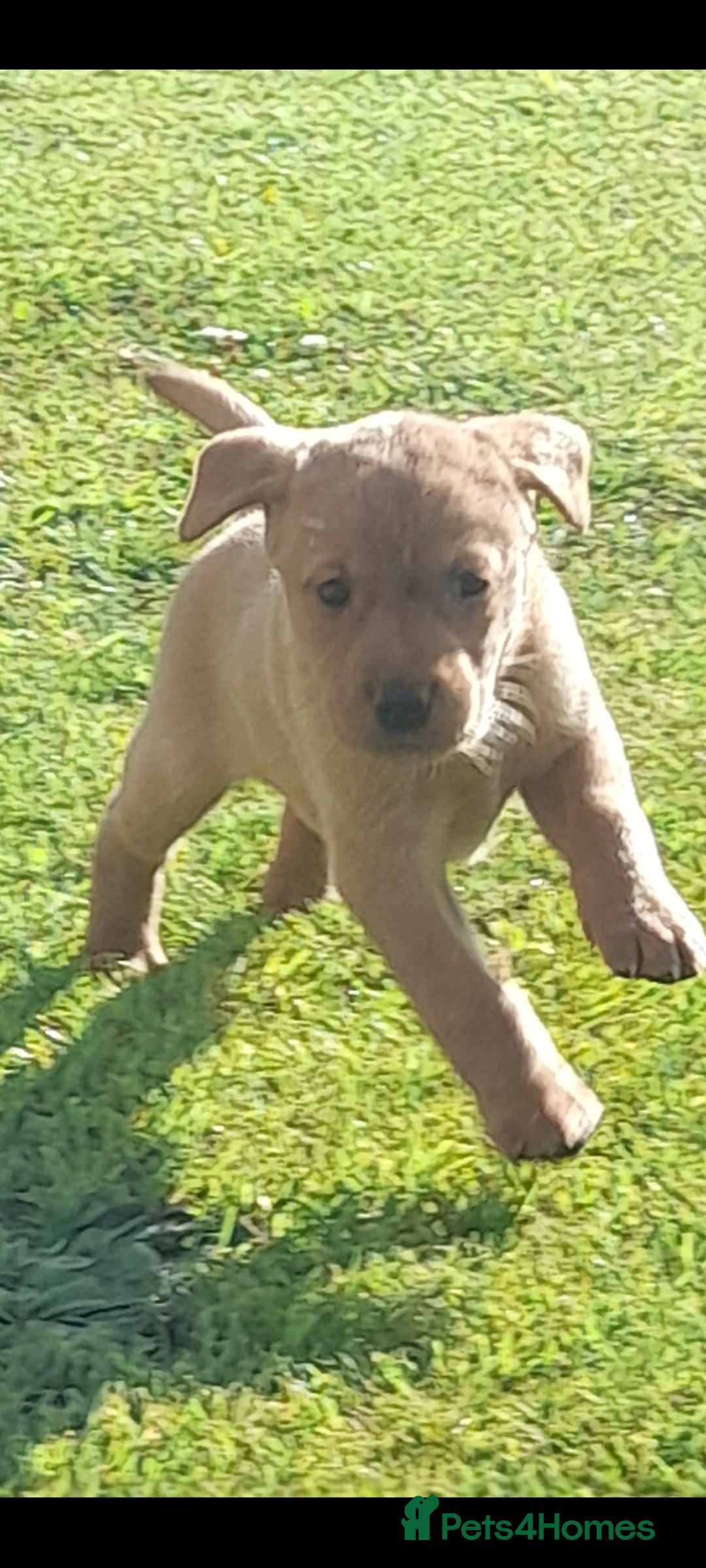 Labrador Retriever dogs for sale: Red fox labrador puppy's  - Image 8