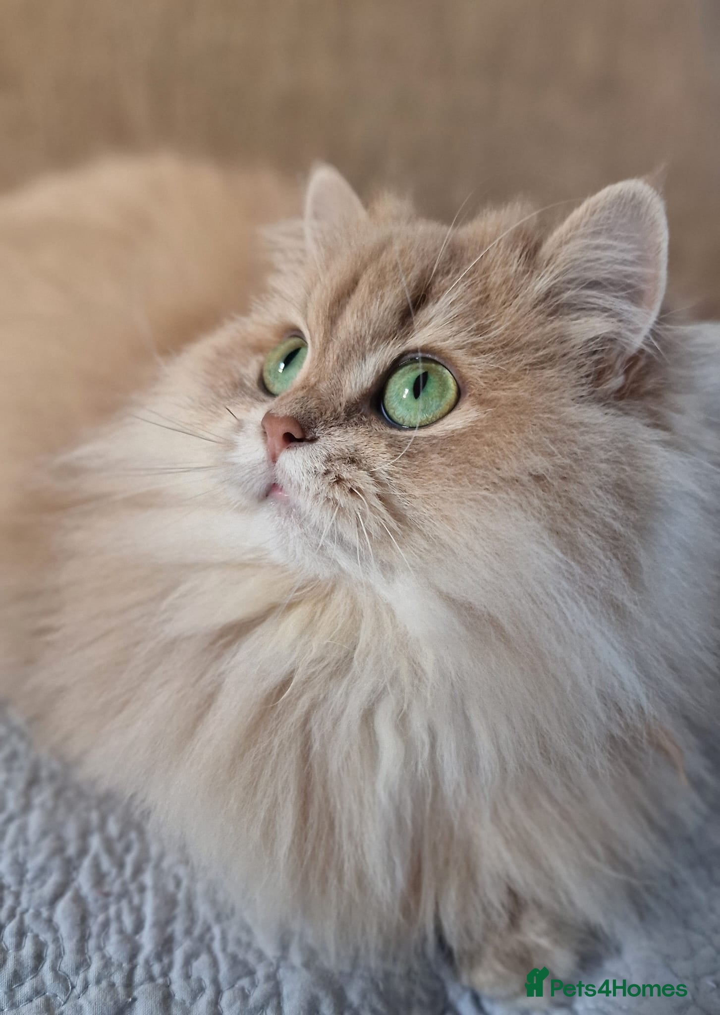 British Longhair cats 🧡GOLDEN BRITISH LONGHAIR CY11 TICA REG.🧡 - Advert 4
