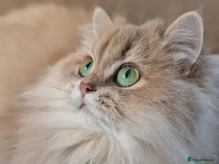 British Longhair cats 🧡GOLDEN BRITISH LONGHAIR CY11 TICA REG.🧡 - Advert 6